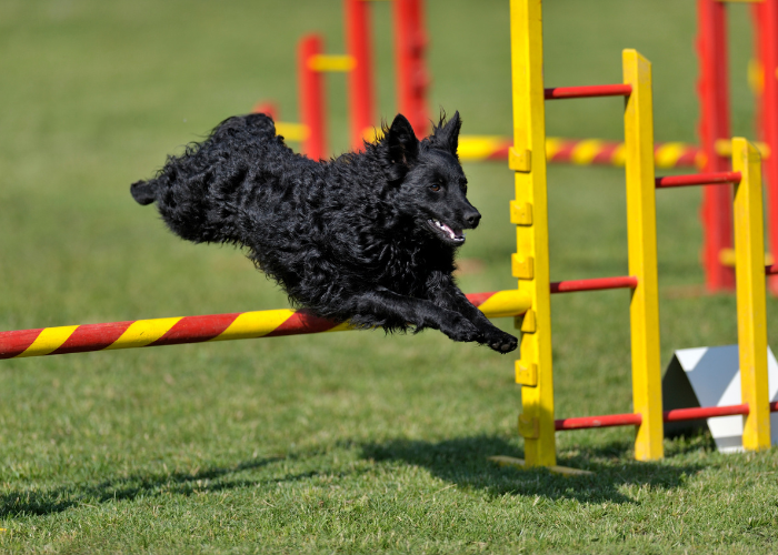 Owczarek chorwacki ćwiczy agility.