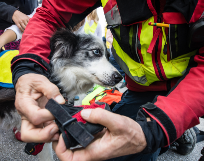Pies ratowniczy.