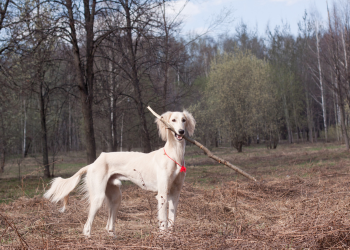 Chart perski saluki izabelowaty.