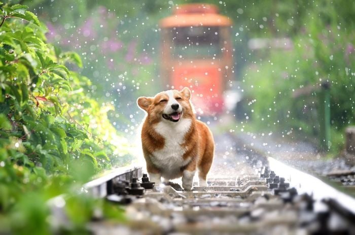 Corgi otrzepuje się z deszczu.