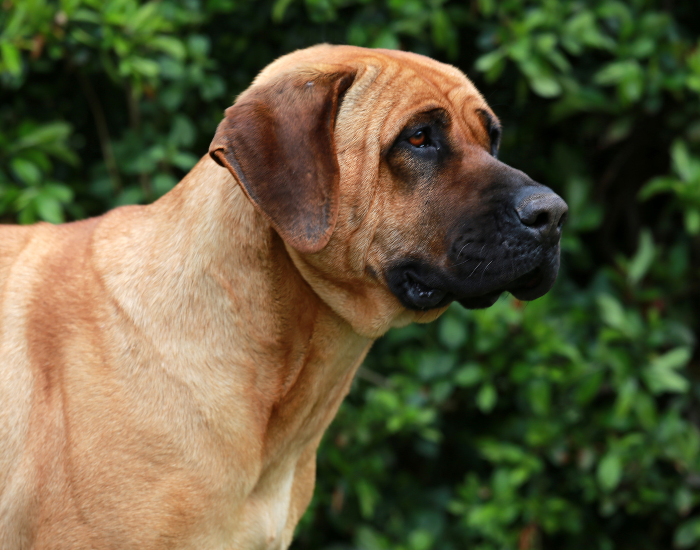 Głowa mastifa japońskiego.