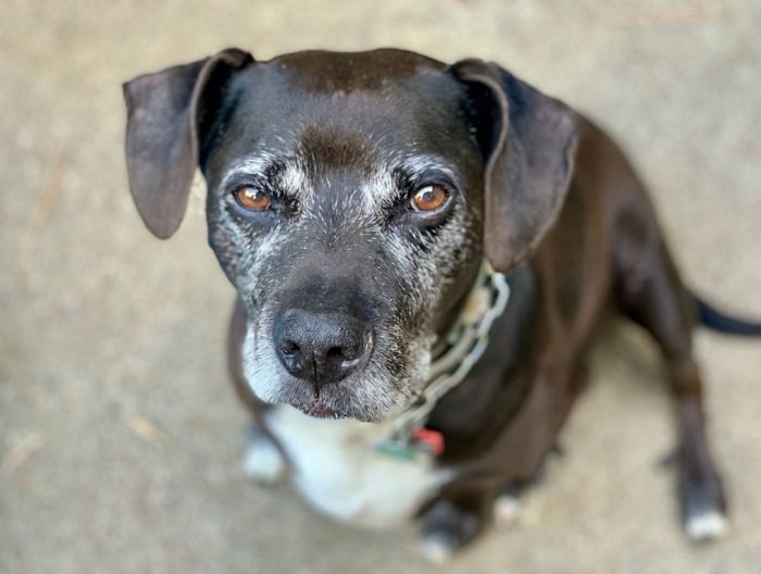 Cukrzyca występuje częściej u psów starszych.