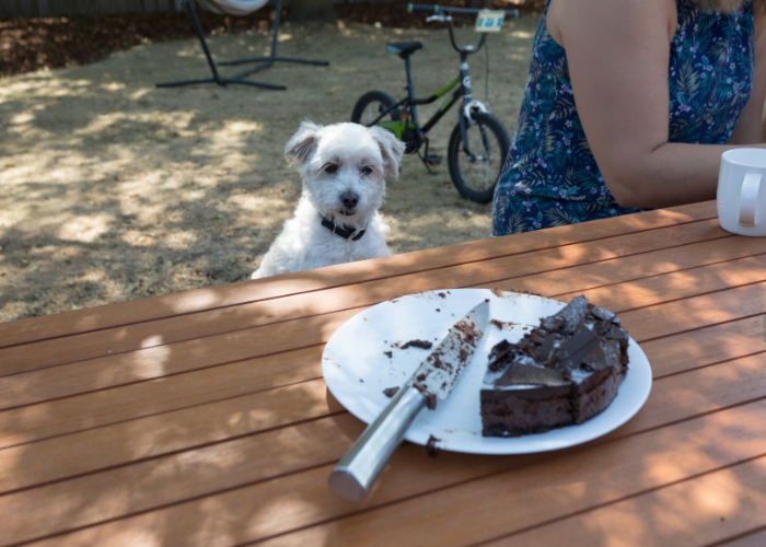 Co zrobić jak pies zje czekoladę?