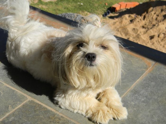 Lwi piesek o umaszczeniu białym.