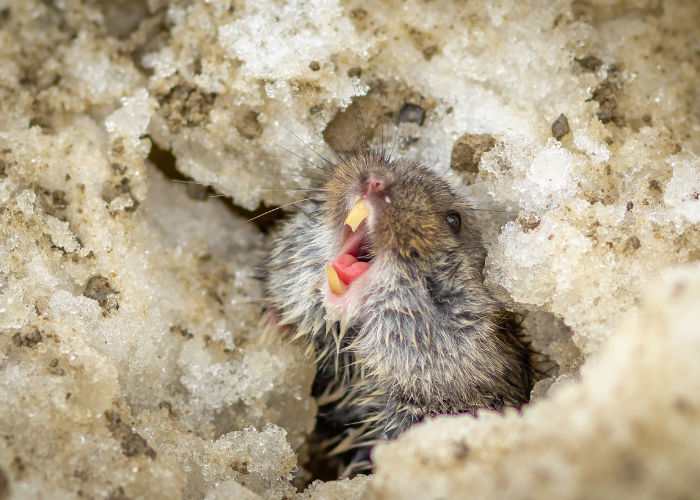 Czy lemingi są agresywne?