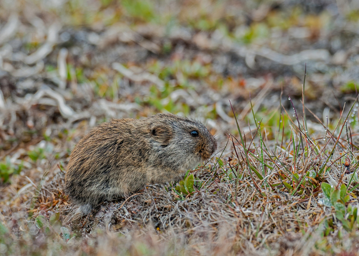 Piestruszka stepowa.