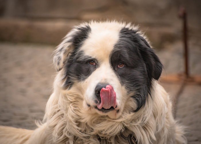 Szczeniak mastifa pirenejskiego.