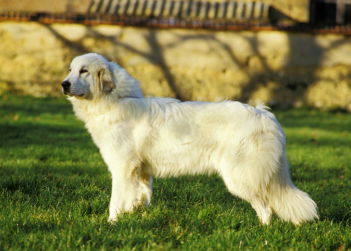 Wzorzec pirenejskiego psa górskiego.