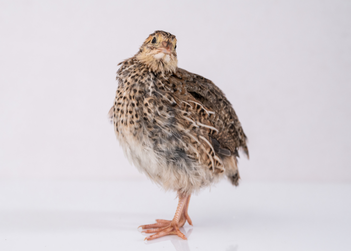 Pisklak przepiórki.