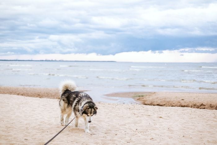 Husky na plaży nad morzem.