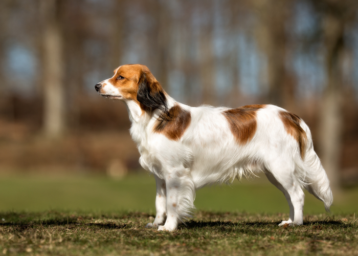 Płochacz holenderski wzorzec rasy.
