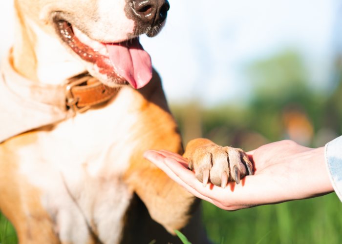 Nauka psa komendy podaj łapę.