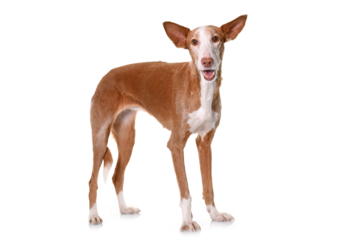 Jak wygląda pies Podenco z Ibizy?