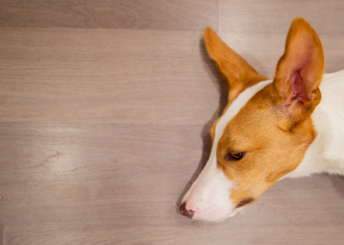 Podenco z Ibizy biało-rudy.