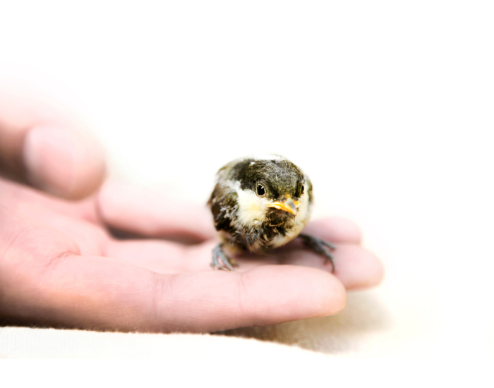 Podlot na dłoni ludzkiej.