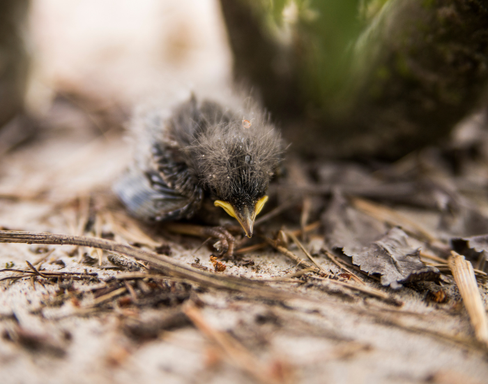Podlot wypadł z gniazda.