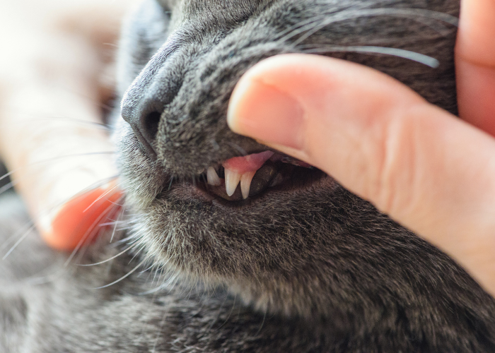 Podwójny kieł u kota.