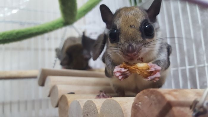 Polatucha je w klatce