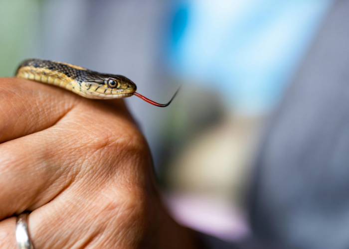 Wąż pończosznik na ręce.