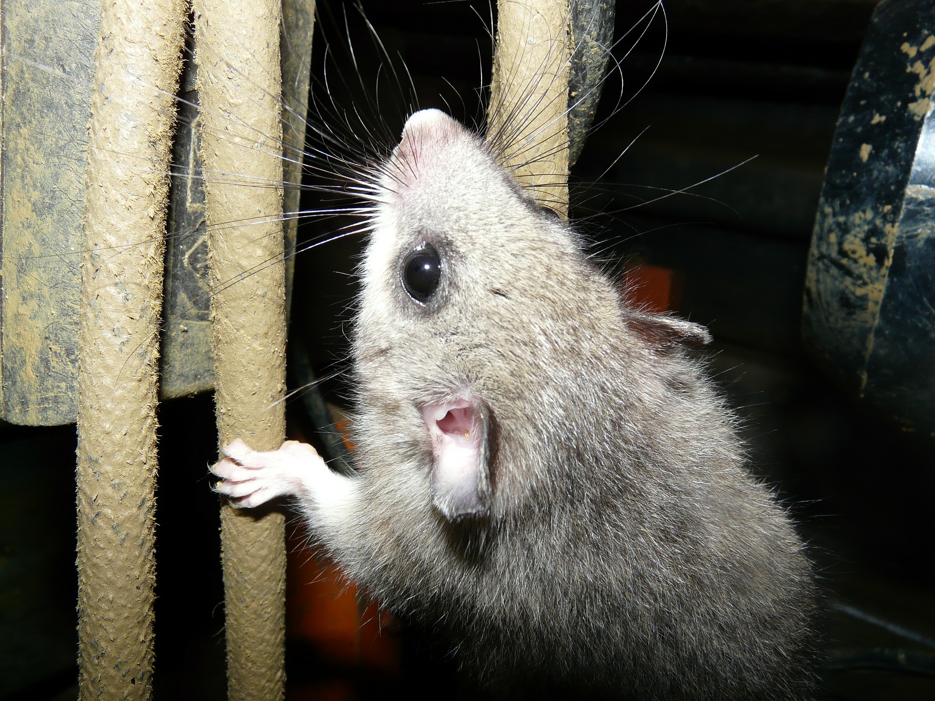 Popielica afrykańska jest zwierzęciem nocnym i stadnym. Wspina się dzięki mocnym pazurom i wydzielinie z opuszków łap.