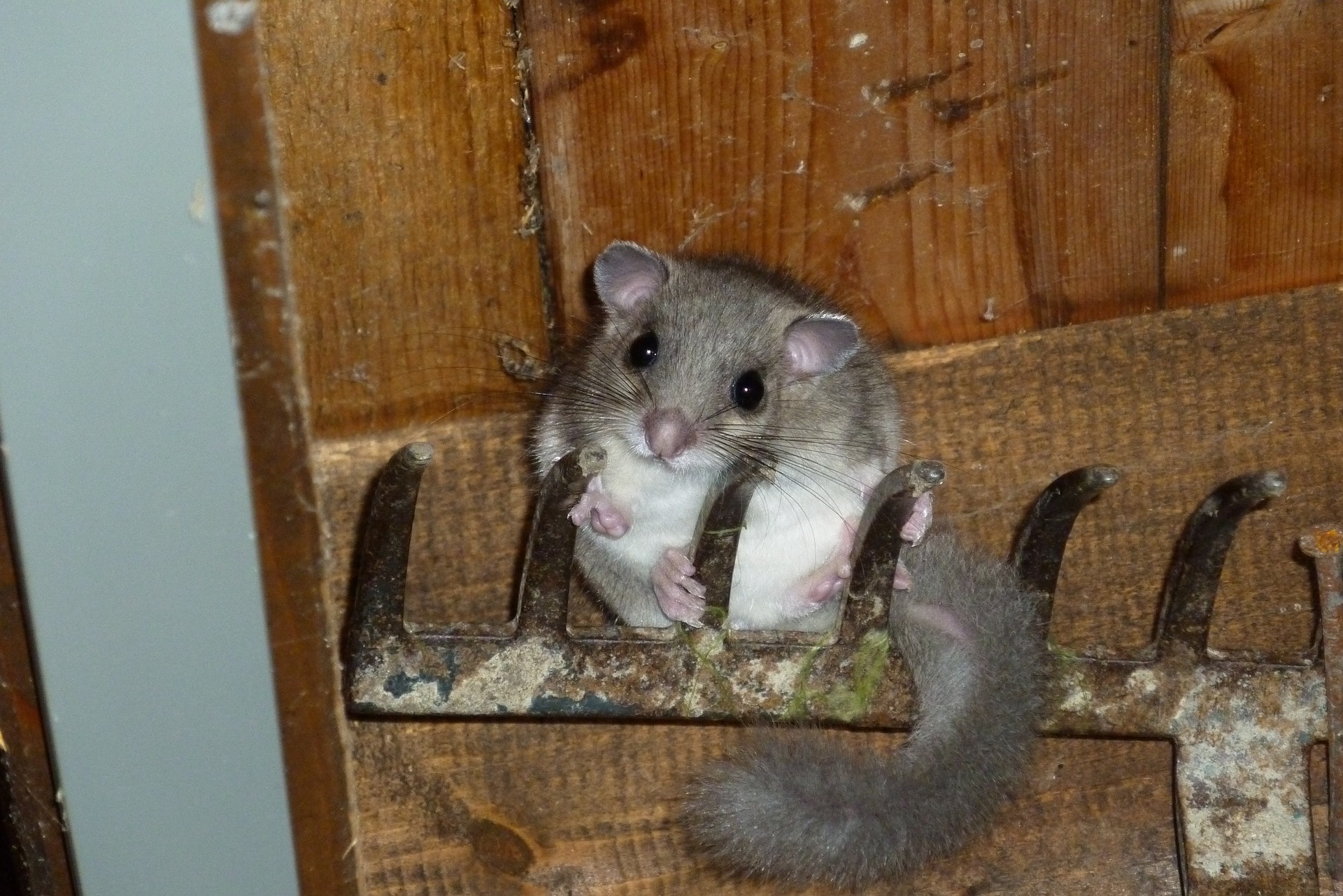 Popielica jest małym, szarym gryzoniem. Ze względu na podobny wygląd często jest porównywana do wiewiórki.