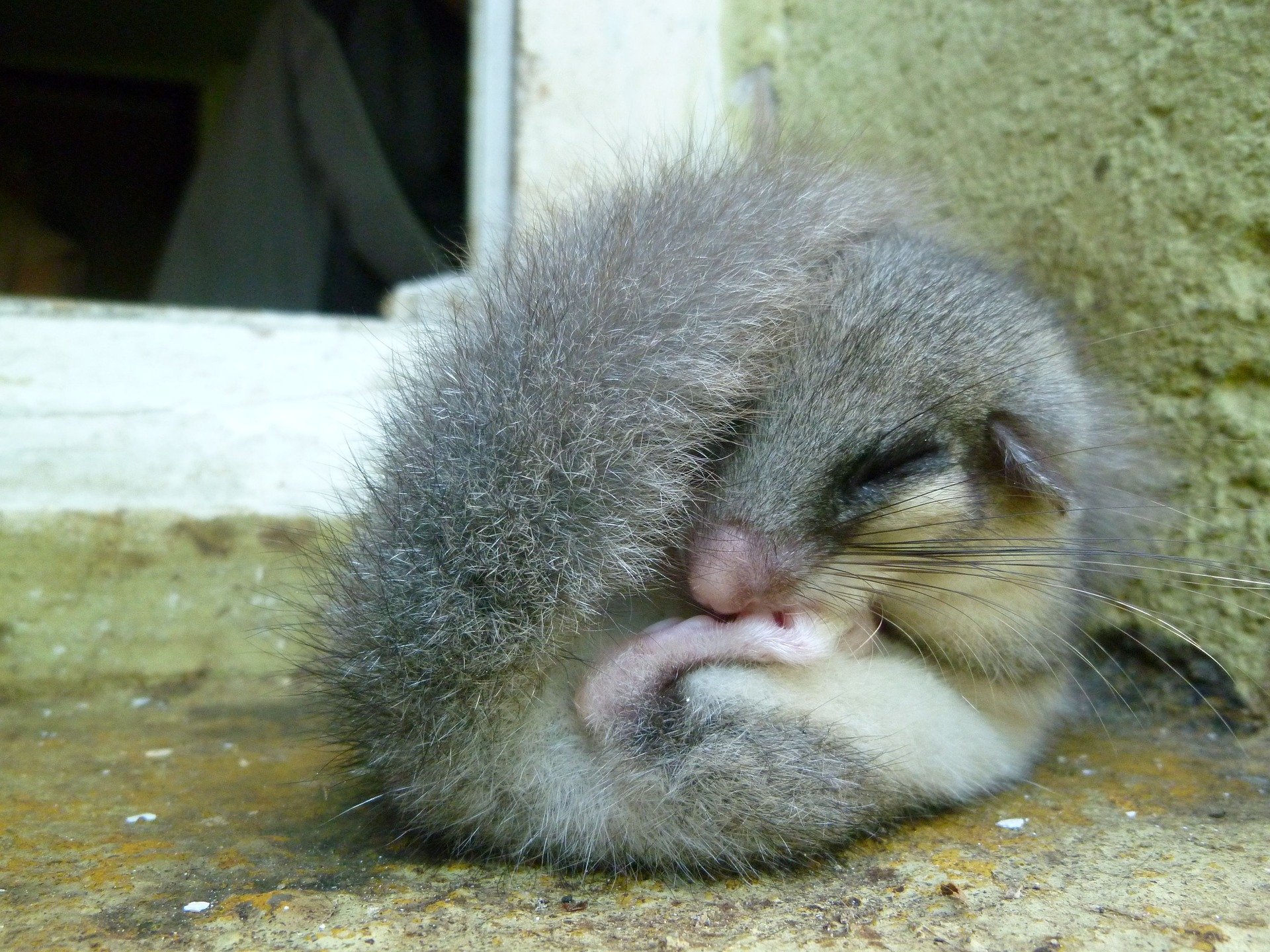 Popielica śpi skulona i przykryta swoim puszystym ogonem.