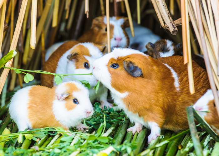 Świnka morska z małymi.