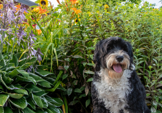 Portugalski pies dowodny czarno-biały.