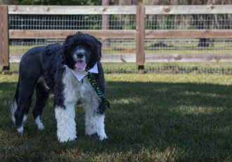 Wystrzyżony z lwią grzywą portugalski pies dowodny.