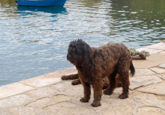 Czarne psy portugalskie dowodne.