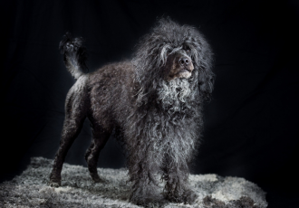 Czarny portugalski pies dowodny.