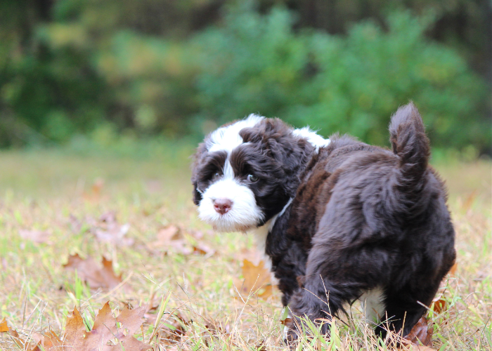 Szczeniak portugalskiego psa dowodnego.