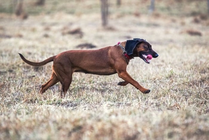 Posokowiec bawarski biegnie.