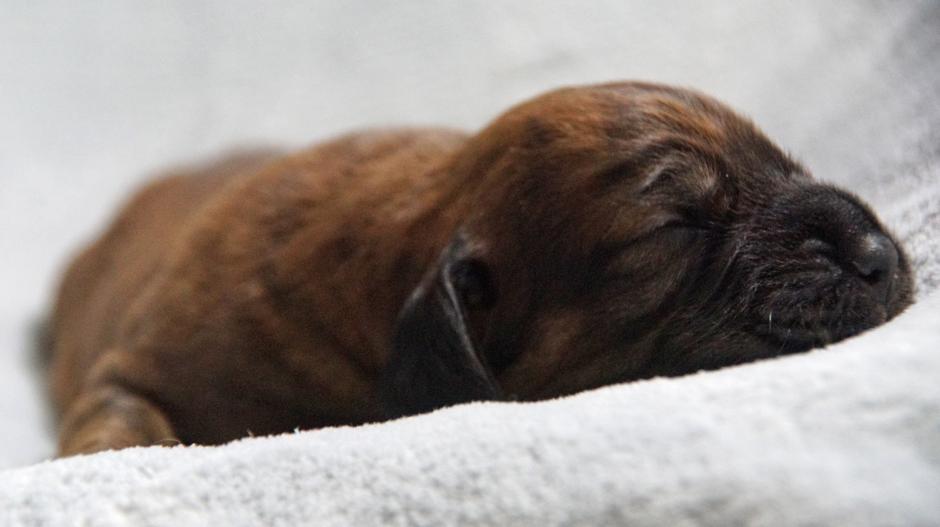 Szczeniak posokowca rodzi się już z charakterystycznym umaszczeniem ciała.