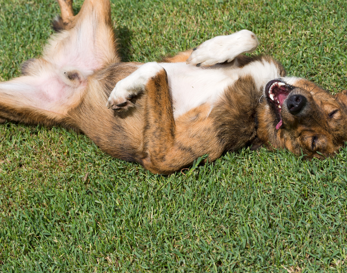 Zapalenie napletka u psa – przyczyny