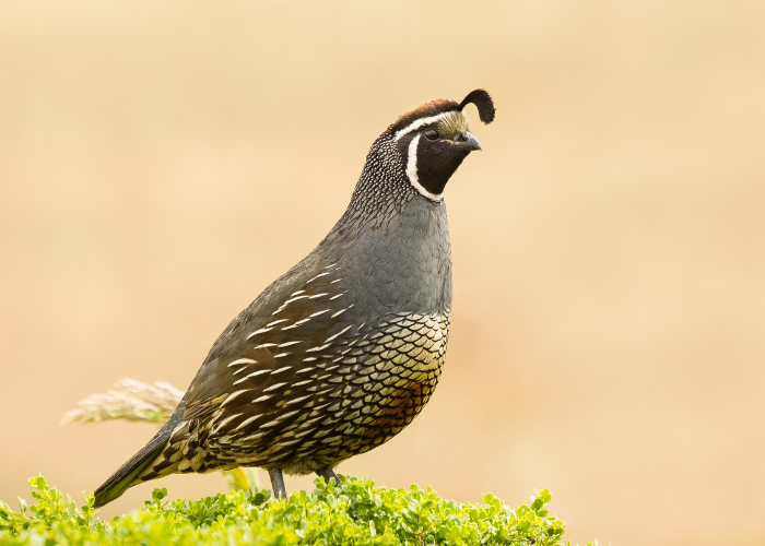 Przepiórka ozdobna.