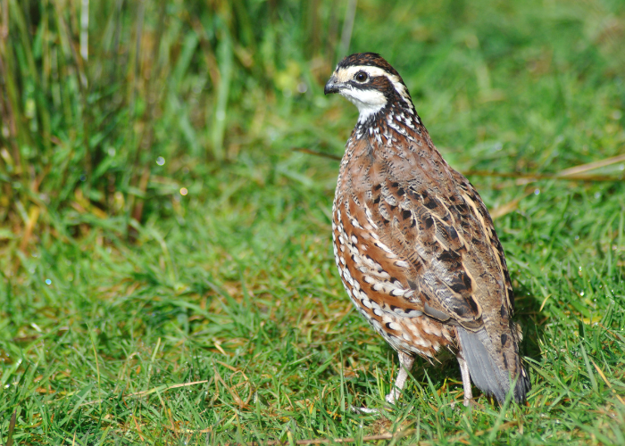Przepiórka w naturze.
