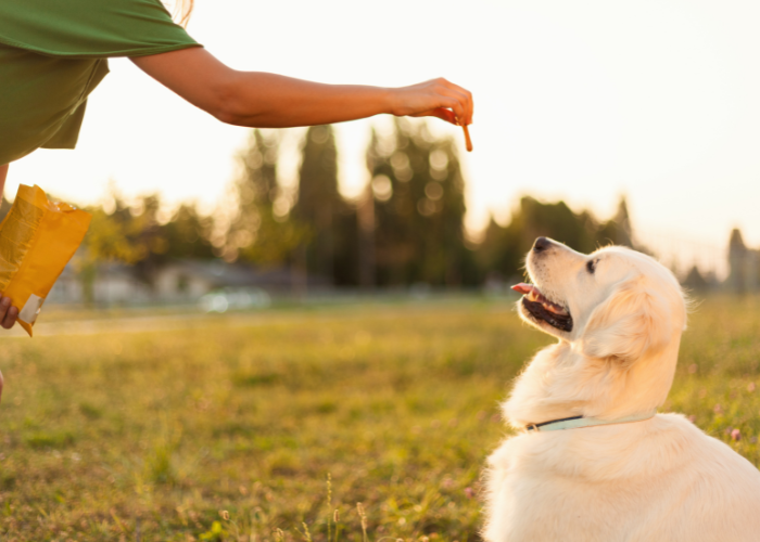 Golden retriever dostaje przysmaka na dworze.