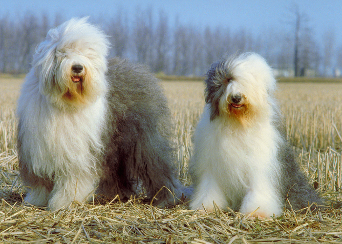 Owczarki staroangielskie bobtail.