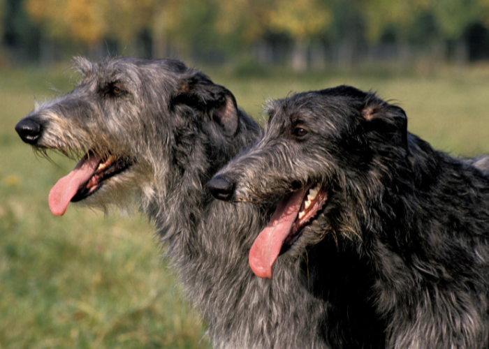 Dwa charty szkockie.