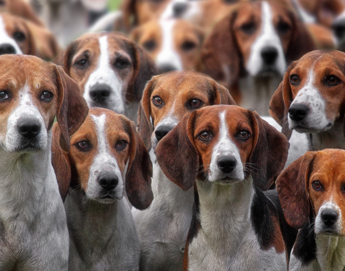 Psy gończe.