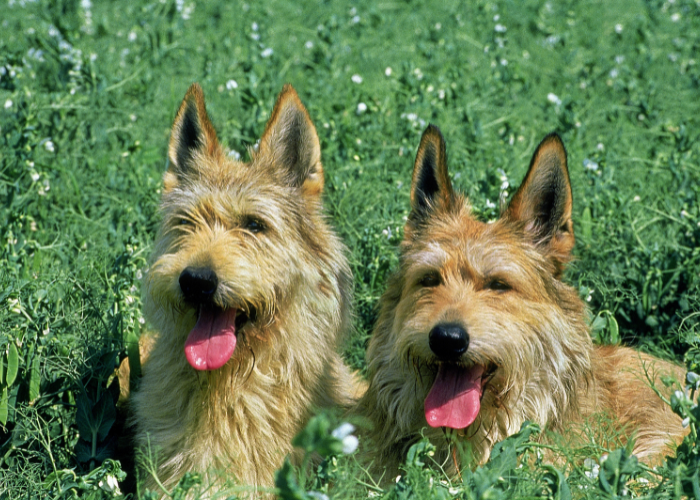 Owczarki pikardyjskie leżą na trawie.