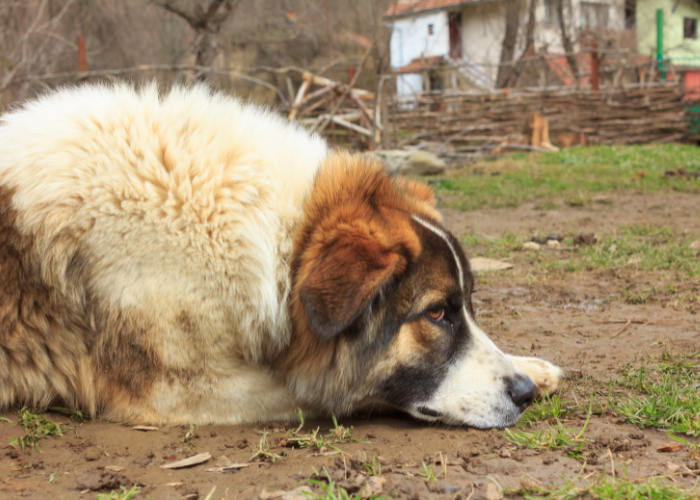 Zaniedbany pies podwórkowy.