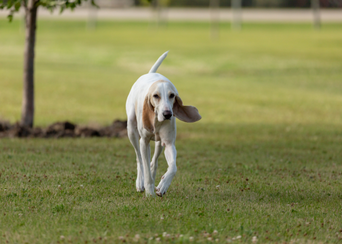 Pies rasy porcelaine.