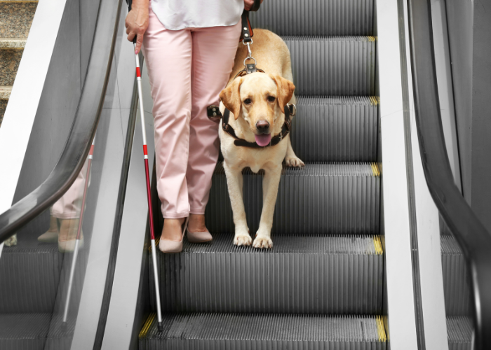 Pies przewodnik osoby niewidomej.