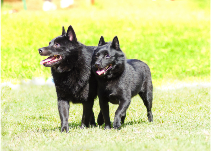 Psy schipperke.