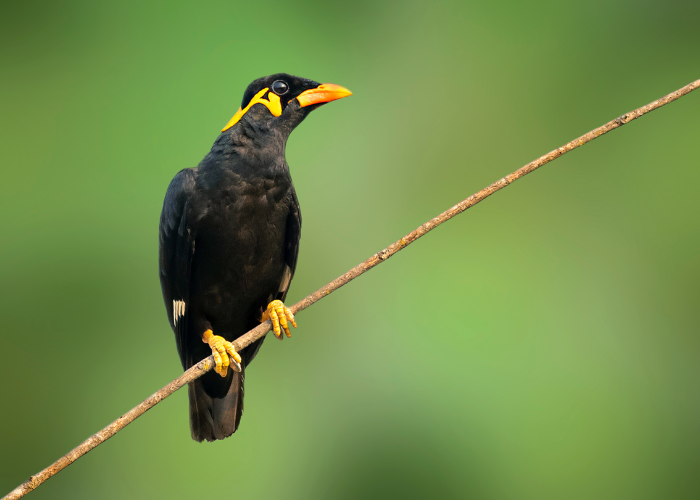 Gwarek czarny z żółtymi znaczeniami.