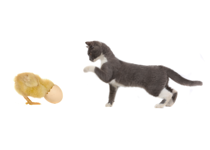 Ptasia grypa H5N1 u kotów jest śmiertelnie niebezpieczna.