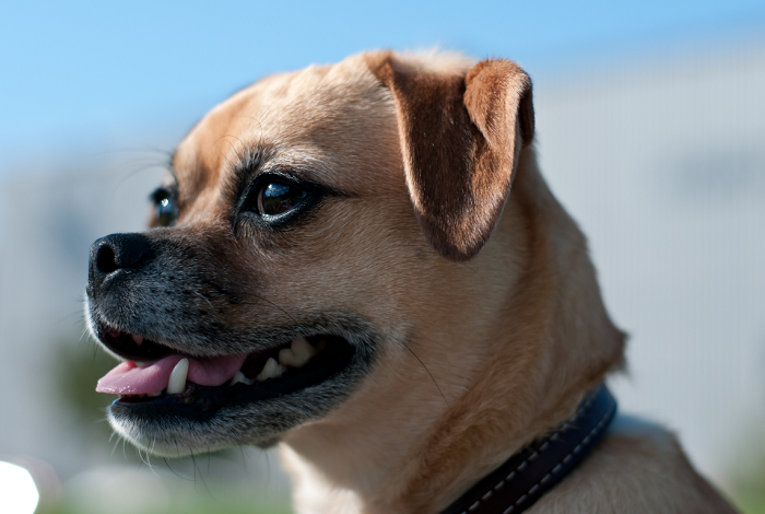 Beżowy puggle ze spłaszczoną kufą.