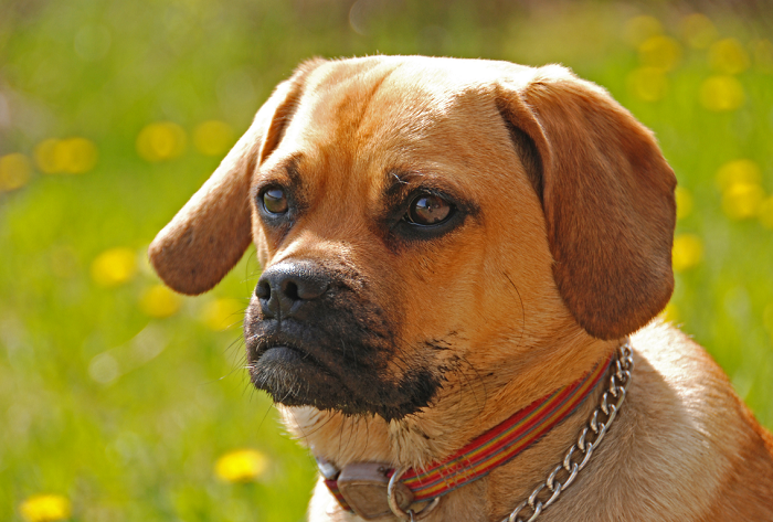Pies puggle ze spłaszczoną kufą.